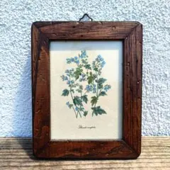 373》アートフレーム ドイツ アンティーク 植物画 ボタニカルアート