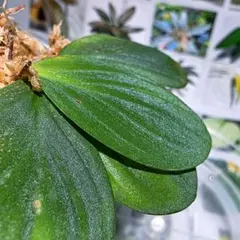 Homalomena sp. Sabah 強ラメ ホマロメナ サバ - メルカリ