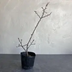 2026年最新】長寿梅の人気アイテム - メルカリ