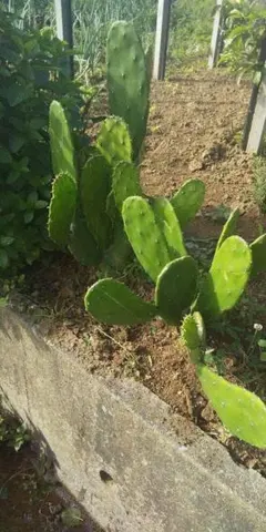 2025年最新】ウチワサボテンの人気アイテム - メルカリ