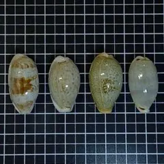 貝殻標本、タカラガイー 99 - メルカリ