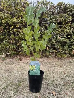 メル74765様 リクエスト 2点 まとめ商品