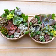 ⑤【メルカリ便】多肉植物　寄せ植え　そのまま飾れる　セダム【2個】のサムネイル