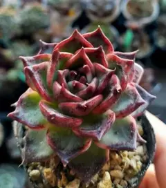 ゴ*～様 黒銀姫　ミックスベリア　おらいさん　土付き発送　多肉