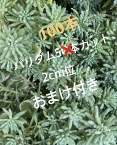 パリダム　セダム　100本2cm