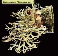 367 ビカクシダ ドワーフ金童 Golden Boy sporeling - メルカリ