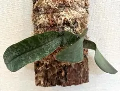 2025年最新】シレリアナの人気アイテム - メルカリ