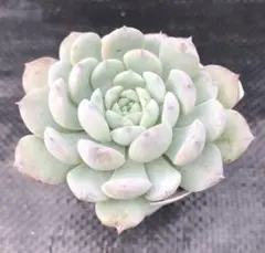 多肉植物②⭐️⭐️⭐️リエール韓国苗⭐️アメイジンググレイス　葉挿し1枚　発芽 アメイジンググレイス 葉挿し 発芽発根済み！ 多肉植物 韓国苗