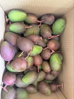 大容量10Kg 青マンゴー（摘果マンゴー）沖縄産 Green Mango卵サイズ