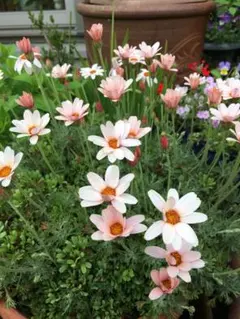 ローダンセマム　苗♡かわいいお庭♡ガーデン　ガーデニング　春 2025年最新】ローダンセマムの人気アイテム - メルカリ