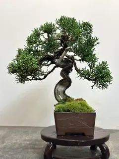 紀州真柏盆栽 板舎利【希少品】のサムネイル