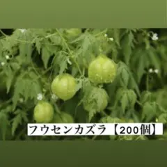 フウセンカズラ　種【200粒】グリーンカーテンのサムネイル