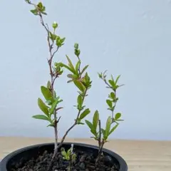 ニョッキ様 リクエスト 2点 まとめ商品