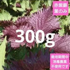 希少 香りうら紫蘇 葉だけ クエン酸付きのサムネイル
