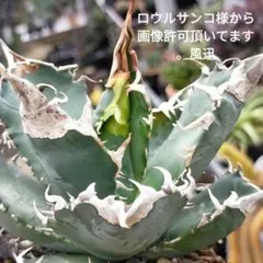 2026年最新】ロウルサンコの人気アイテム - メルカリ