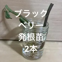 ブラックベリー　取り木発根苗　2本