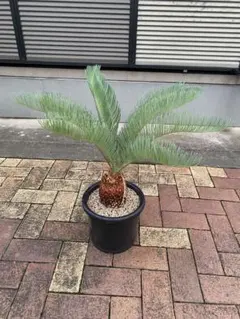 極上フレッシュ株　青白タイプ　サイカス　カイルンシアナ 極上フレッシュ株 青白タイプ サイカス カイルンシアナ - メルカリ