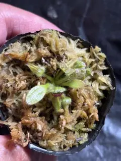 セファロタス ビッグボーイ(Big Boy)① 食虫植物 【匿名配送】 - メルカリ