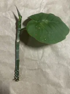 ウンベラータ　観葉植物 苗 発根中