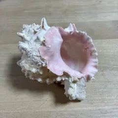 貝殻　クレナイガンセキ？