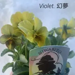 2026年最新】すみれ 苗の人気アイテム - メルカリ