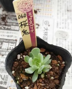 2025年最新】おらいさん苗 桜鬼の人気アイテム - メルカリ