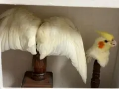 ブロカント　インコ　鳥　剥製