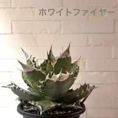 2025年最新】白火焔の人気アイテム - メルカリ