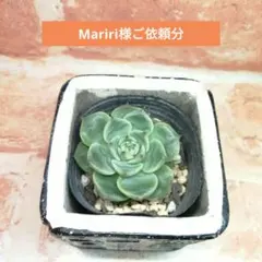 Mariri様ご依頼分 多肉 エケベリア クリスマスキャロル×そわそわ 他