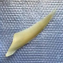 2025年最新】クジラ 髭の人気アイテム - メルカリ