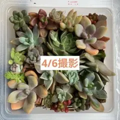 多肉植物 エケベリア・セダム カット苗
