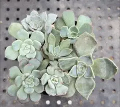 ❤️確認用❤️ミックスベリア❤️ブルーベリームーン❤️抜き苗♪✨メルカリ便✨札なし 多肉植物 ミックスベリア おらいさん苗 ブルーベリームーン 札