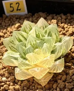 ハオルチア オブツーサ錦⭐️ 花火⭐️ 虹色、光沢、透明度高 美苗 美