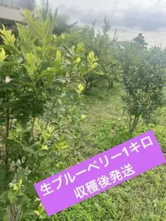 生ブルーベリー1キロ　収穫後発送のサムネイル