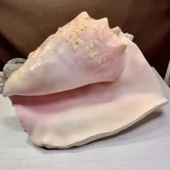 2026年最新】コンク貝の人気アイテム - メルカリ