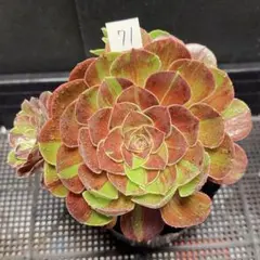 67#観葉植物 アエオニウム錦❤️花月夜錦❤️5小頭11cm 拔き苗 - メルカリ
