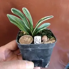 万年青　根岸の松　斑入と小型　羅紗　ぬき苗発送　メルカリ便 小型 羅紗 万年青 斑入 ぬき苗 - メルカリ