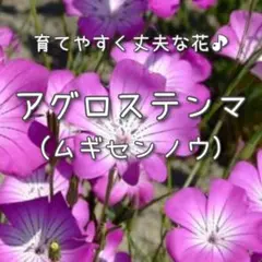 【アグロステンマのタネ】80粒 種子 種 花 切り花にも 花壇 ムギセンノウ