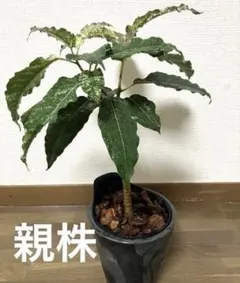 [희귀 품종] 피쿠스 비렌스 스노우 스톰 피쿠스 비렌스