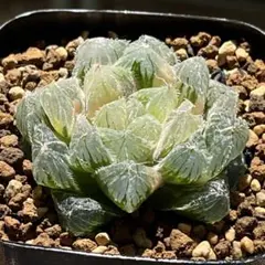 O*Z様 多肉植物 ハオルチア 氷の恋人 美株 新品種 糊斑 - メルカリ