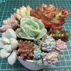 つぶつぶ多肉寄せ植え10種　I