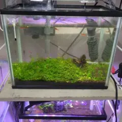 GW最終日値引き！【超便利特注アクリル付き】スクリーンテラリウムM