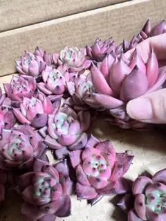 とも様 リクエスト 2点 まとめ商品