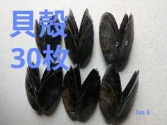 6【貝殻】貝☆殻☆DIY☆花壇☆園芸☆手芸☆水槽☆薬味皿☆皿☆受け皿☆工作