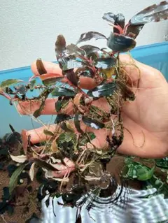 ブセファランドラ Bucephalandra spathulifolia TZ便 - メルカリ