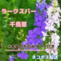 2026年最新】千鳥草 苗の人気アイテム - メルカリ