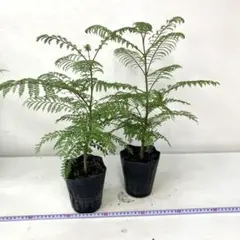 希少 サイカス・ペトラエア ラオスの珍しいソテツ サイカス 塊根