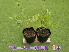 ハニー農園　新鮮なブルーベリー　無農薬　宅急便コンパクト発送 ハニー農園 新鮮なブルーベリー 無農薬 宅急便コンパクト発送 - メルカリ