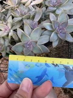 多肉植物、カット苗、桜牡丹、6カット