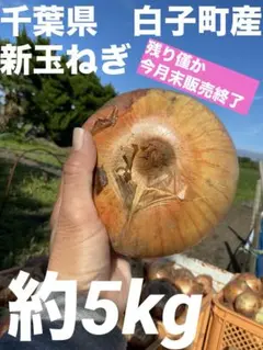 千葉県白子町産　新玉ねぎ　約5kg大きさmix　飴色玉ねぎ糖度葡萄越え！のサムネイル